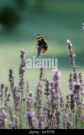Red Admiral butterfly (Vanessa Atalanta, famiglia Nymphalidae) sulla lavanda (Lavendula angustifolia). Foto Stock