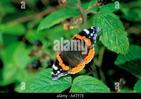 Red Admiral butterfly (Vanessa Atalanta, famiglia Nymphalidae) su blackberry bramble (Rubus fruticosus). Foto Stock