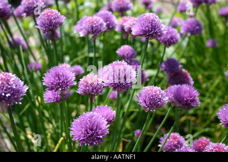 Close-up shot di una fioritura di erba cipollina impianto (Allium schoenoprasum) Foto Stock