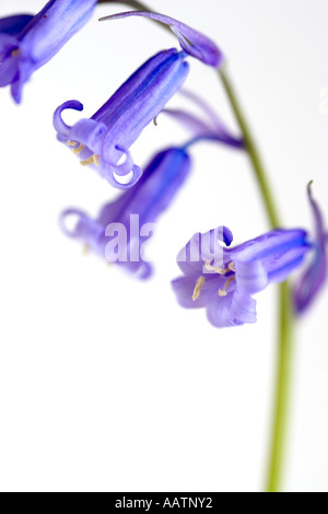 Hyacinthoides non scripta. Campanelli su sfondo bianco Foto Stock