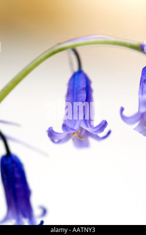 Hyacinthoides non scripta. Campanelli su sfondo bianco Foto Stock