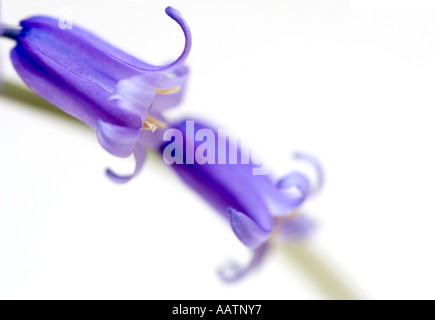 Hyacinthoides non scripta. Campanelli su sfondo bianco Foto Stock