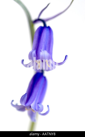 Hyacinthoides non scripta. Campanelli su sfondo bianco Foto Stock