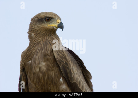 Nibbio ritratto Foto Stock