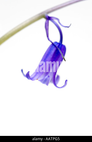 Hyacinthoides non scripta. Bluebell su sfondo bianco Foto Stock