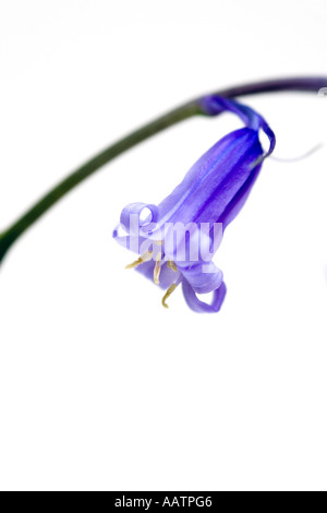 Hyacinthoides non scripta. Bluebell su sfondo bianco Foto Stock
