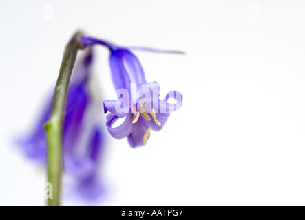 Hyacinthoides non scripta. Bluebell su sfondo bianco Foto Stock