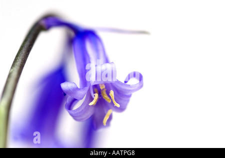 Hyacinthoides non scripta. Bluebell su sfondo bianco Foto Stock