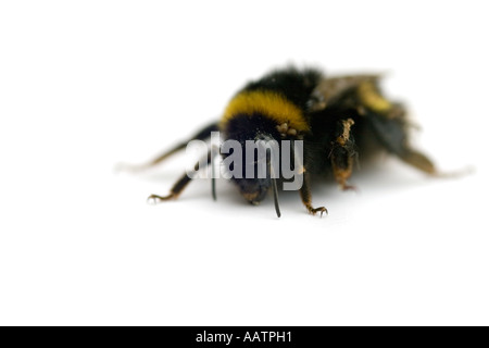 Bombus. Bumble bee su sfondo bianco. REGNO UNITO Foto Stock