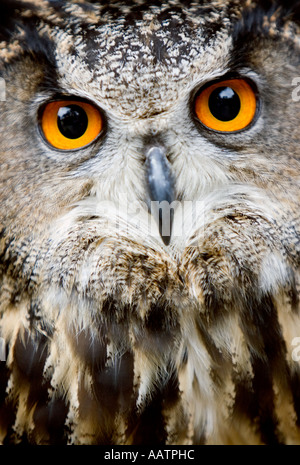 Bubo bubo. Captive gufo reale testa Foto Stock