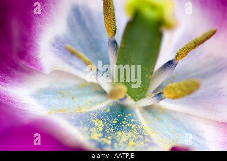 All'interno del tulipano rosa testa di fiori Foto Stock