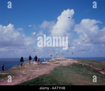 I turisti alimentazione di gabbiani sulla North Cornish Coast a Tintagel, Cornwall, Regno Unito Foto Stock