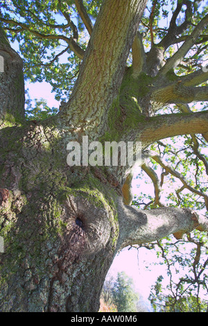 Albero di quercia guardando il tronco dal livello del suolo Foto Stock