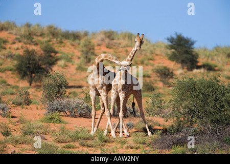 Giraffa camelopardalis Giraffa strizione di creazione di una posizione dominante dalla gerarchia transfrontaliero Kgalagadi Park South Africa Foto Stock