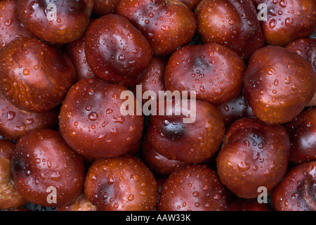 Ippocastani Aesculus hippocastanum dopo rain REGNO UNITO Foto Stock