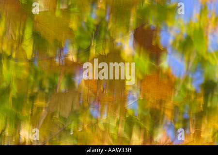 Sycamore leaves Acer psuedoplatanus fluttering in wind Lancashire UK Foto Stock