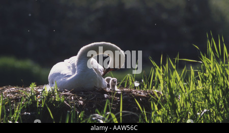 Cigno Cygnus olor donna al nido con cygnets Foto Stock