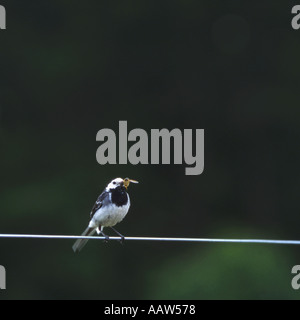 Pied Wagtail Motacilla alba con hoverfly Foto Stock