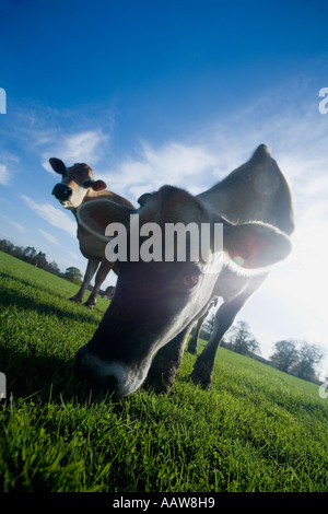 Due 2 vacche Jersey prato inglese giornata di primavera blue sky sun sunshine England Regno Unito Regno Unito Gran Bretagna GB Isole britanniche in Europa Foto Stock