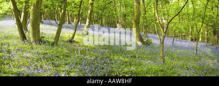 Bluebell wood Haughmond Hill vicino a Shrewsbury Shropshire nel maggio Inghilterra UK Regno Unito GB Gran Bretagna British Isles Europe E Foto Stock