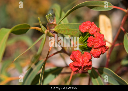 Eucalipto (Eucalyptus erythrocorys) Tree germogli, Australia occidentale Foto Stock