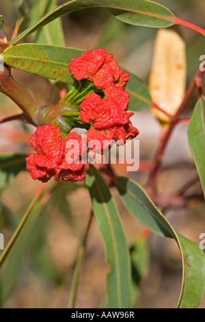 Eucalipto (Eucalyptus erythrocorys) Tree germogli, Australia occidentale Foto Stock