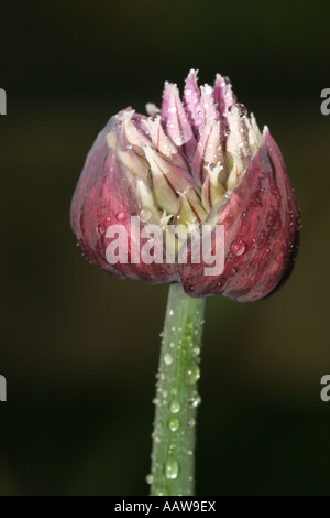 Rugiada emergenti ricoperto di erba cipollina testa di fiori Allium schoenoprasum Foto Stock