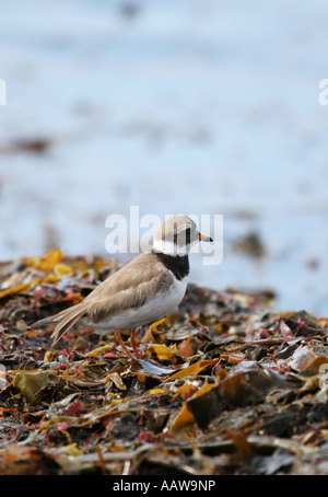 Di inanellare Plover Charadrius hiaticula Isola di Iona in Scozia Foto Stock