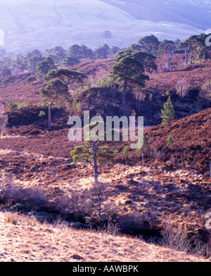 Resti di Caledonian pineta alle pendici del Beinn Dubhchraig, Tyndrum. Foto Stock