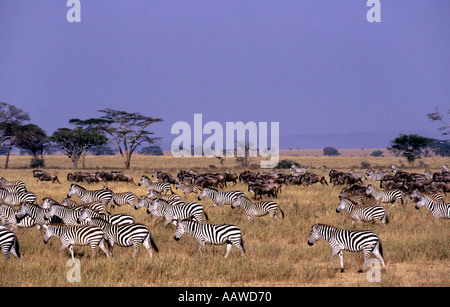 Mandria mista di zebra e GNU sulle pianure del Serengeti National Park in Tanzania Foto Stock