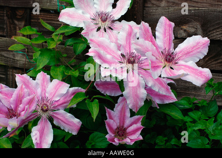 Clematis Foto Stock