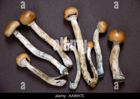 Colombiano freschi i funghi magici legalmente in vendita nel mercato di Camden Londra Giugno 2005 presto la loro vendita sarà illegale. Foto Stock