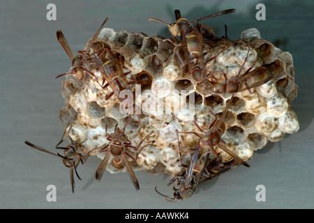 Una vespa's Nest in Sud Africa. Foto Stock