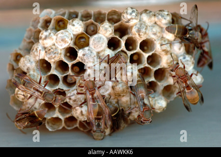 Una vespa's Nest in Sud Africa. Foto Stock