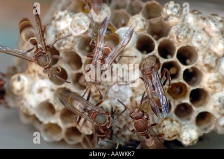 Una vespa's Nest in Sud Africa. Foto Stock