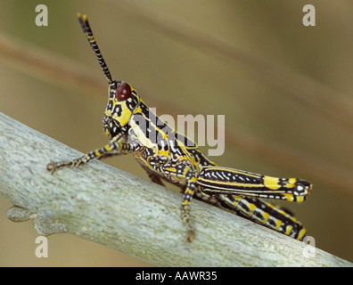 Grashopper africana Foto Stock