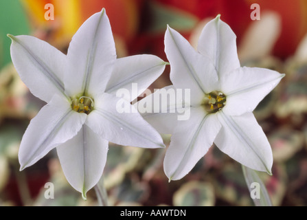 Ipheion uniflorum 'White Star' Close up di due bianchi a forma di stella fiori. Foto Stock