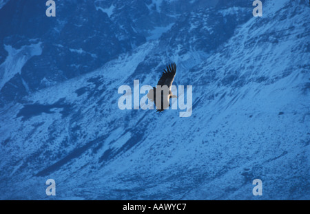 Condor andino soaring Foto Stock