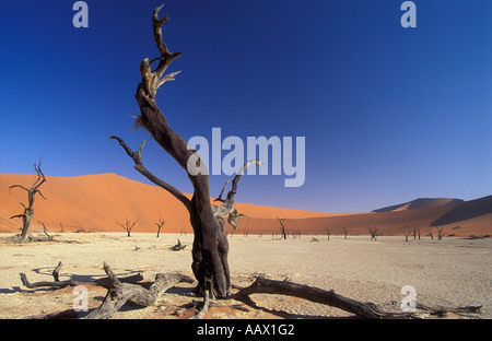 Alberi pietrificato in Deadvlei nr Sosusvlei Namib Desert Namibia Foto Stock
