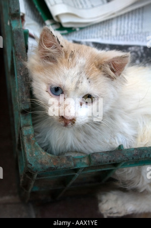 Sad-cercando bianco gattino selvatici con colori diversi, gli occhi blu e verde, seduto in una gabbia di plastica, Essaouira, Marocco Foto Stock