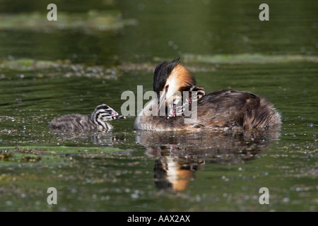 Svasso maggiore Podiceps cristatus sull'acqua con pulcini priory park Bedford Bedfordshire Foto Stock