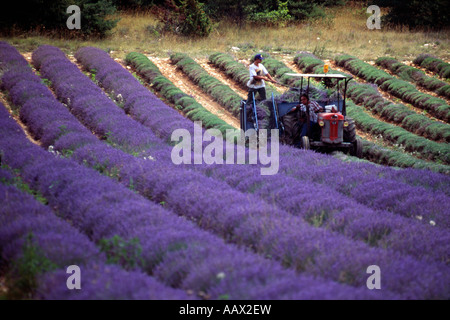 Due agricoltori la raccolta di lavanda in Provenza Francia Foto Stock