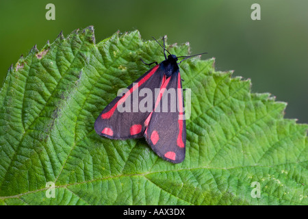 Il cinabro Tyria jacobaeae a riposo sulle foglie con bella fuori fuoco sfondo potton bedfordshire Foto Stock