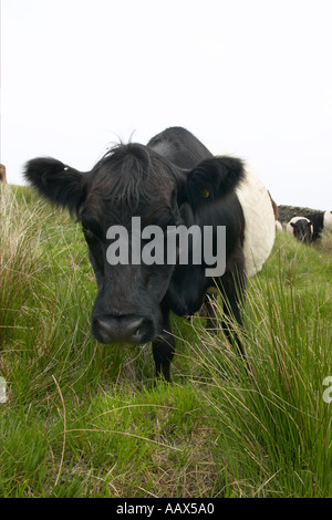 Belted Galloway bovini utilizzati per ristrutturare heather mori in Gran Bretagna Foto Stock