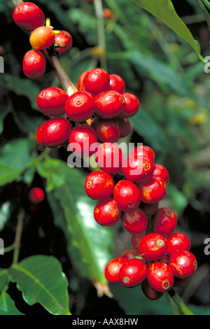 Elk214 3080 Hawaii Hawaii Kona Coffee plantation bacche di caffè crescente Foto Stock
