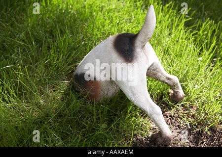 Statua di cane di scavare un buco Foto Stock