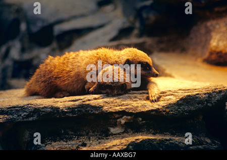 Giovani esili-tailed Meerkats mantenendo calda sotto un calore-lampada. Nome scientifico; Suricata suricatta Foto Stock