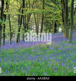 Bluebell boschi SURREY REGNO UNITO Europa Foto Stock