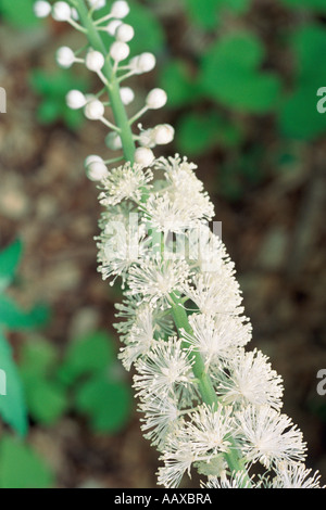 Fiori Baneberry, actaea pachypoda, Stonecrop giardini, Cold Spring, New York, Stati Uniti d'America Foto Stock