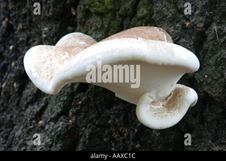 Inghilterra, Staffordshire, Kinver. Staffa funghi / fungo su albero in commissione forestale bosco in prossimità di bordo Kinver nel West Midlands Foto Stock